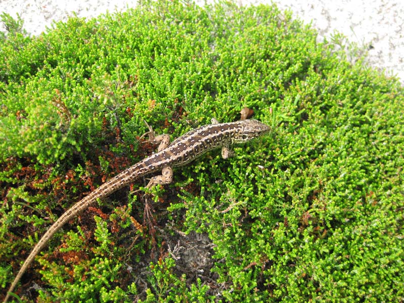 Lacerta Agilis e Zootoca Vivipara.